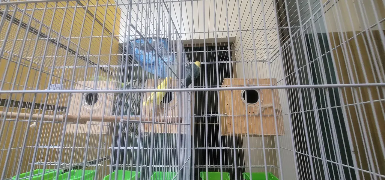 cage And 20 lovebird red eyes — photo 9