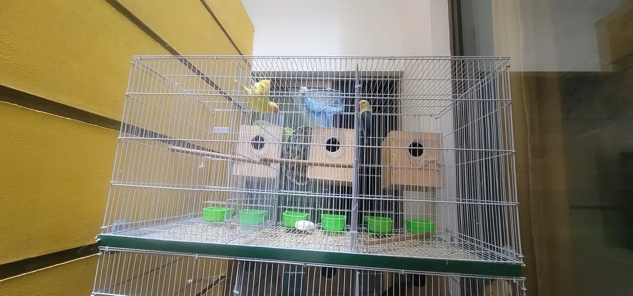 cage And 20 lovebird red eyes — photo 10