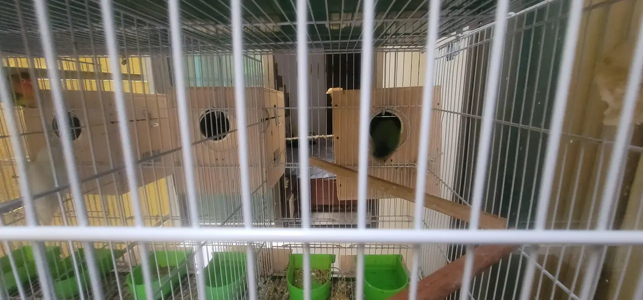 cage And 20 lovebird red eyes — photo 11