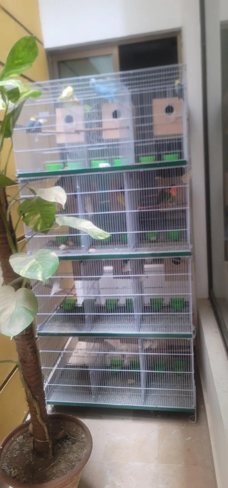 cage And 20 lovebird red eyes — photo 12