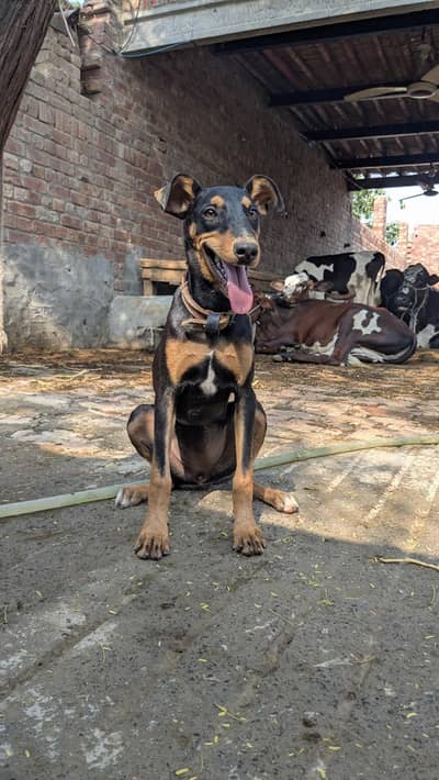 Doberman