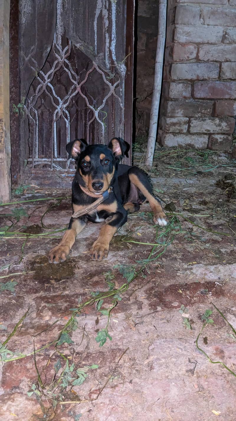 Doberman 1