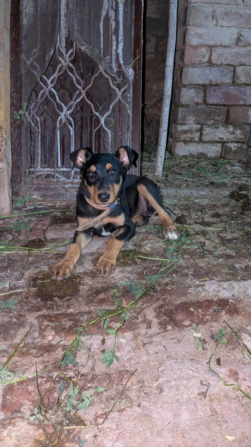Doberman — photo 2