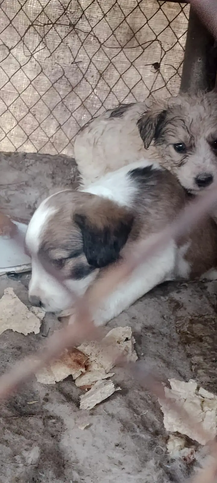 tgir h — photo 3