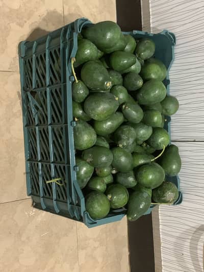 Fresh organic avocados for sale