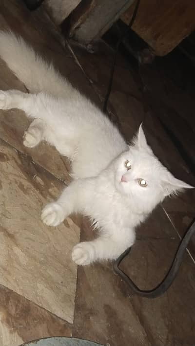Turkish anghora breed