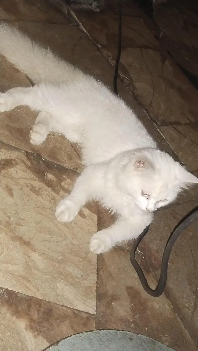 Turkish anghora breed — photo 2