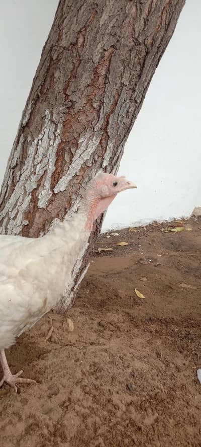 Turkey Hen