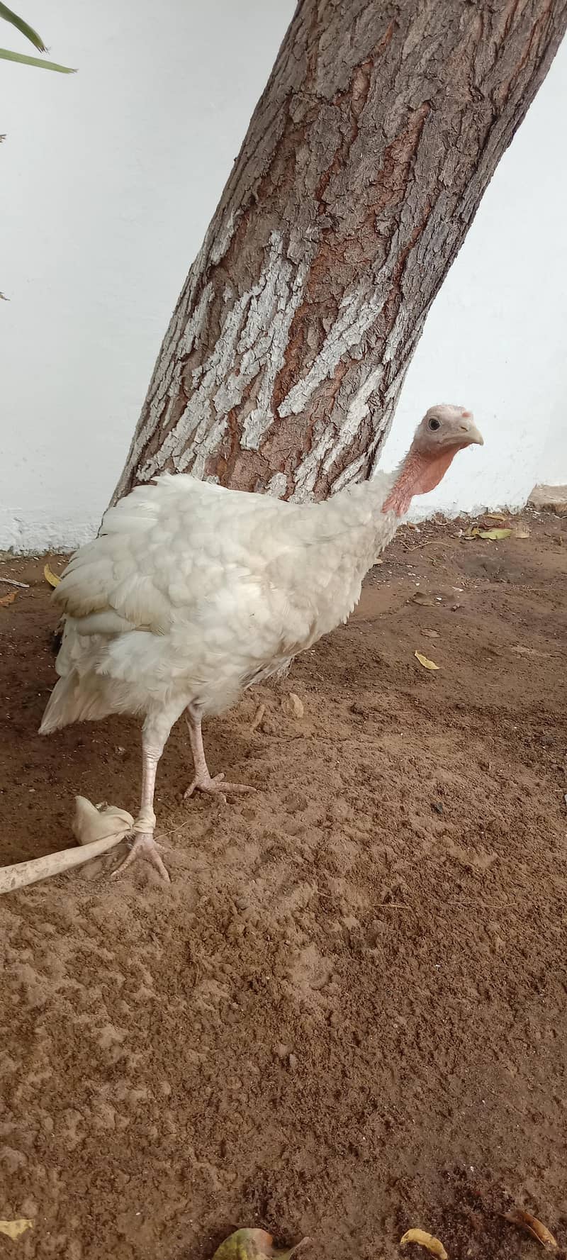 Turkey Hen 1