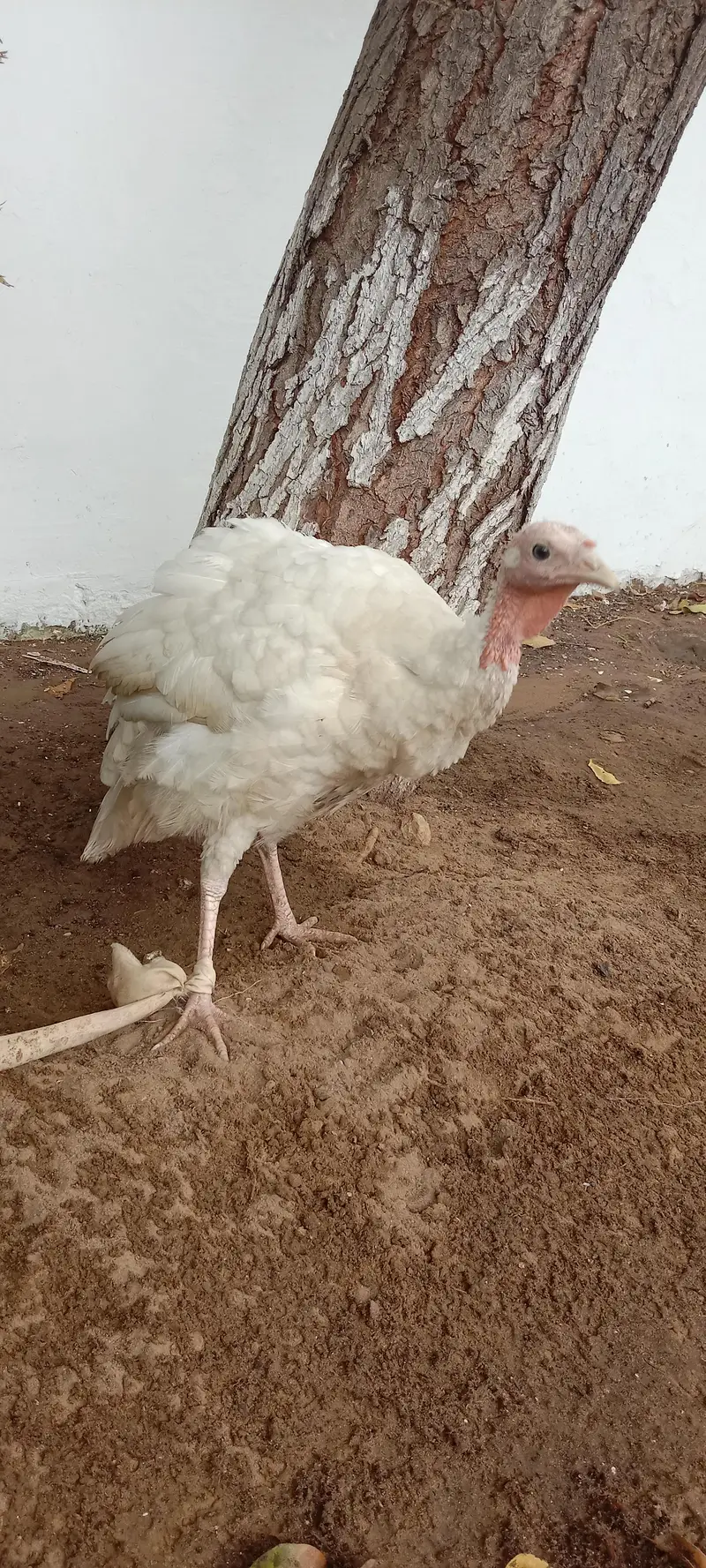 Turkey Hen — photo 3