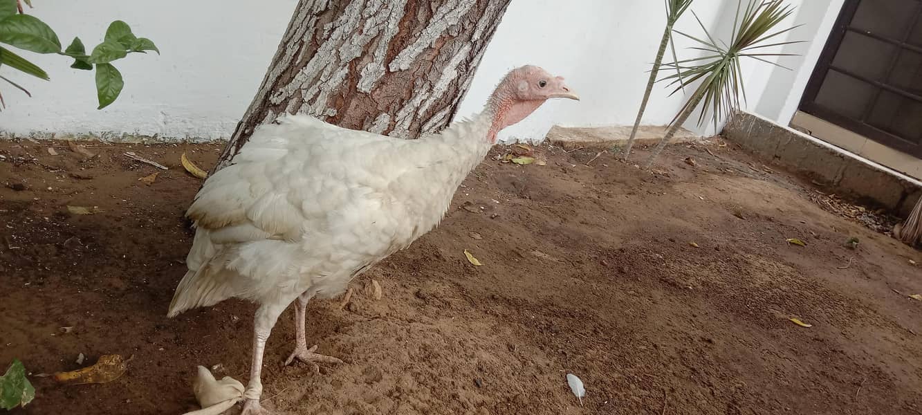 Turkey Hen 3