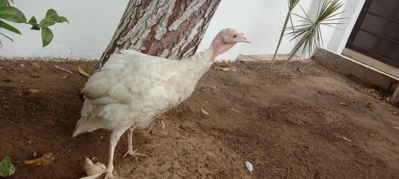 Turkey Hen — photo 4