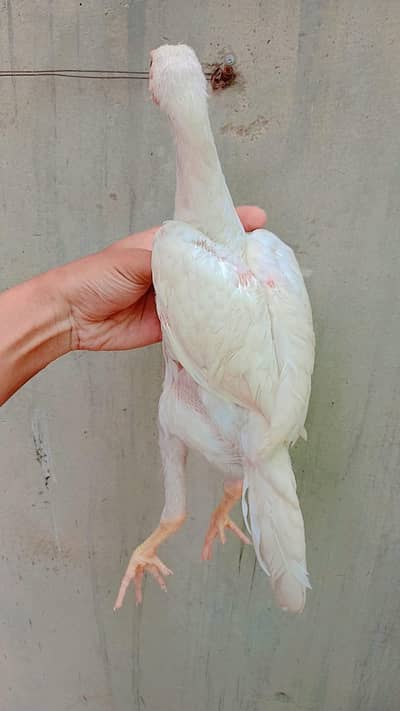 White king Shamo 4 Chicks for sale