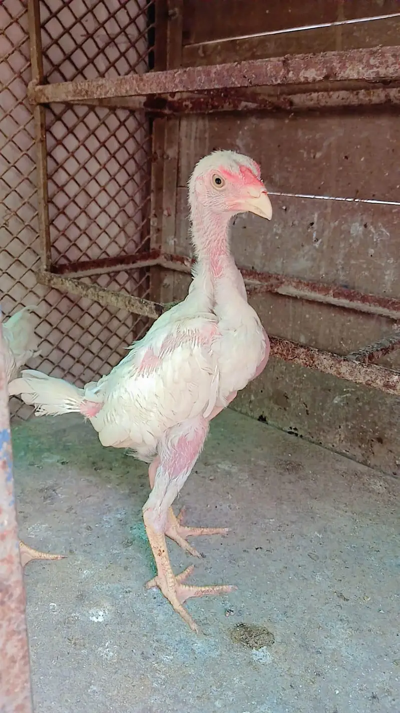 White king Shamo 4 Chicks for sale — photo 2