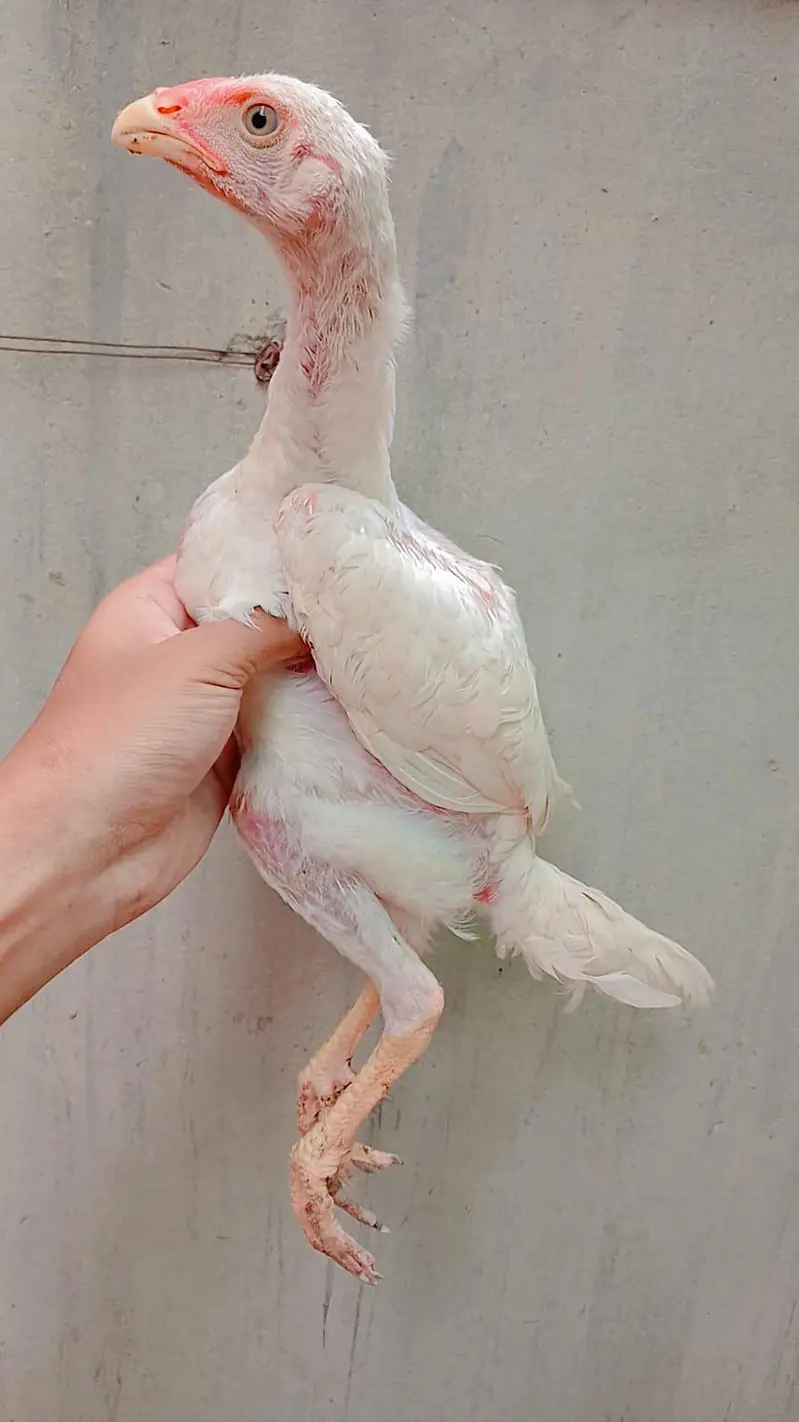 White king Shamo 4 Chicks for sale — photo 3