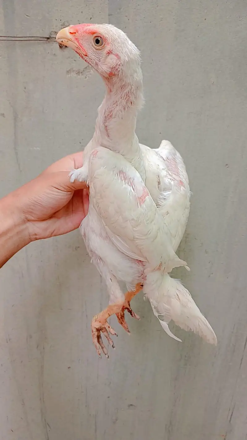 White king Shamo 4 Chicks for sale — photo 4