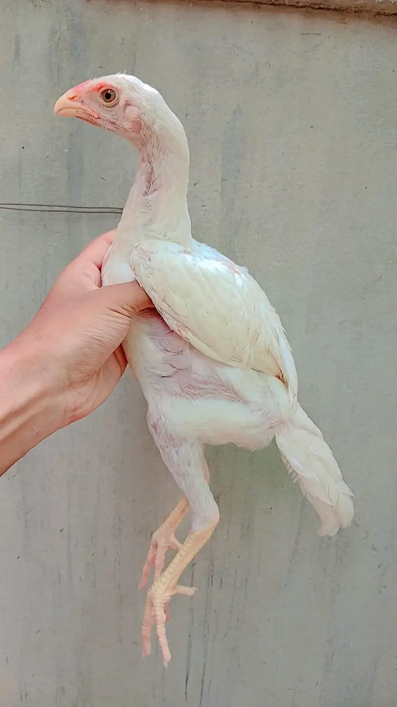 White king Shamo 4 Chicks for sale — photo 5