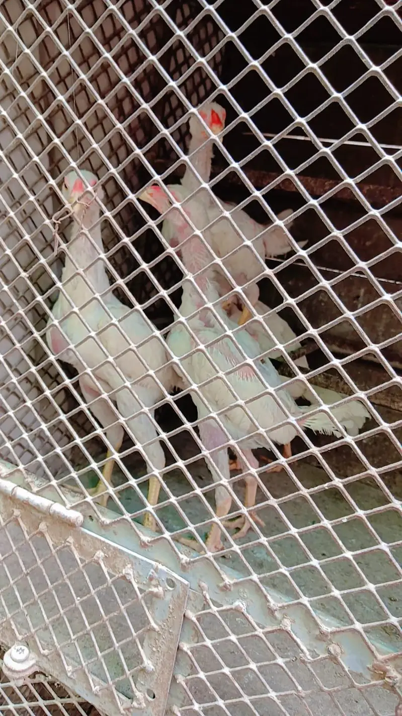 White king Shamo 4 Chicks for sale — photo 6