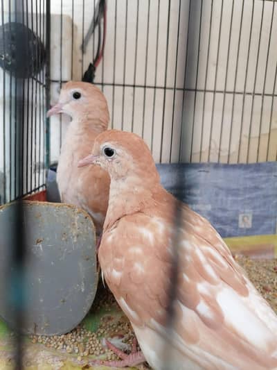 Doves For Sale