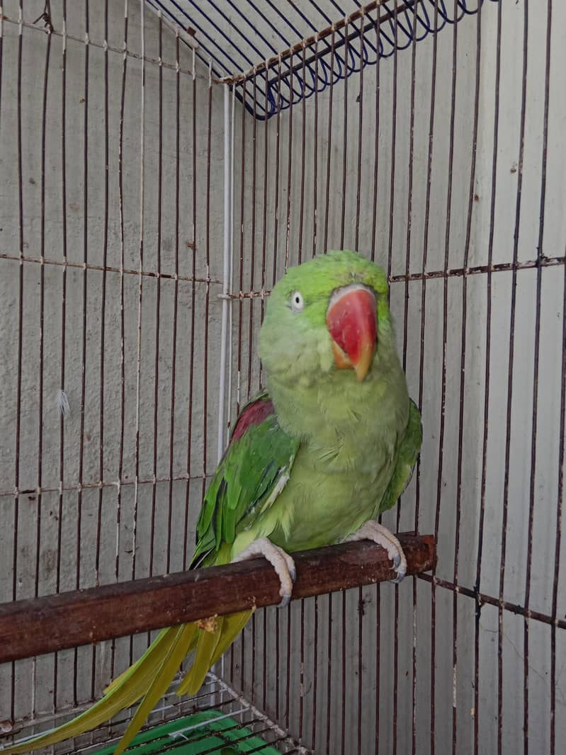 raw breeder pair available talking face tu face 1