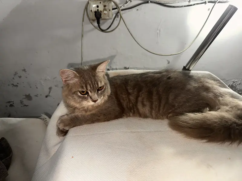 Smokey grey triple coated female — photo 2