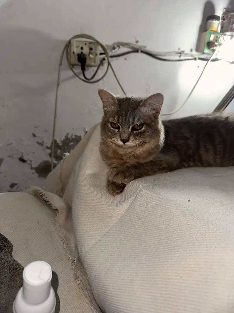 Smokey grey triple coated female — photo 3
