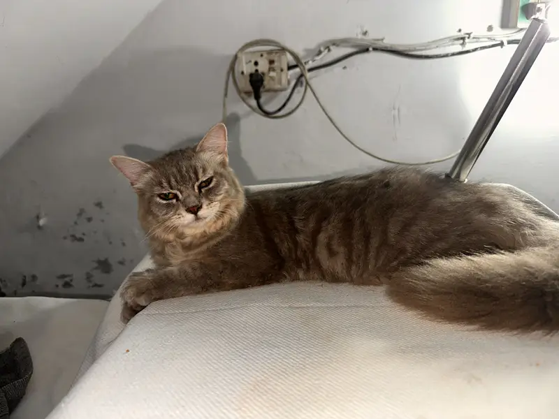 Smokey grey triple coated female — photo 4