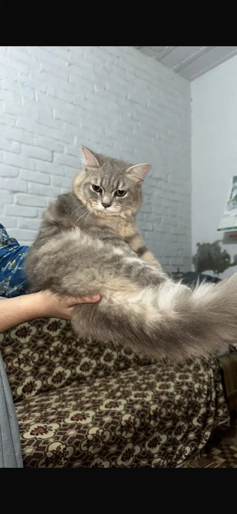 Smokey grey triple coated female — photo 5