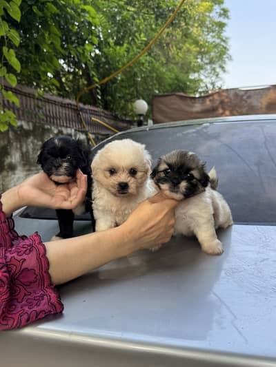 Shitzu Male/Female Adorable Puppies