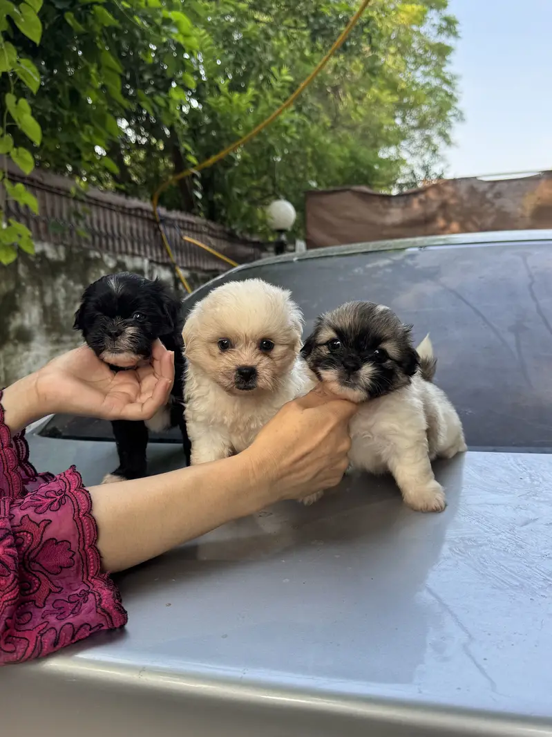 Shitzu Male/Female Adorable Puppies