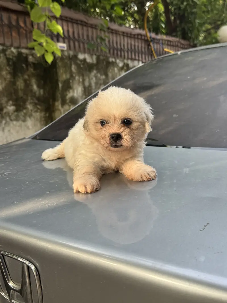 Shitzu Male/Female Adorable Puppies — photo 2