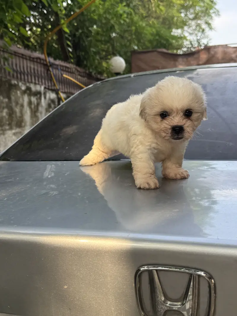 Shitzu Male/Female Adorable Puppies — photo 3