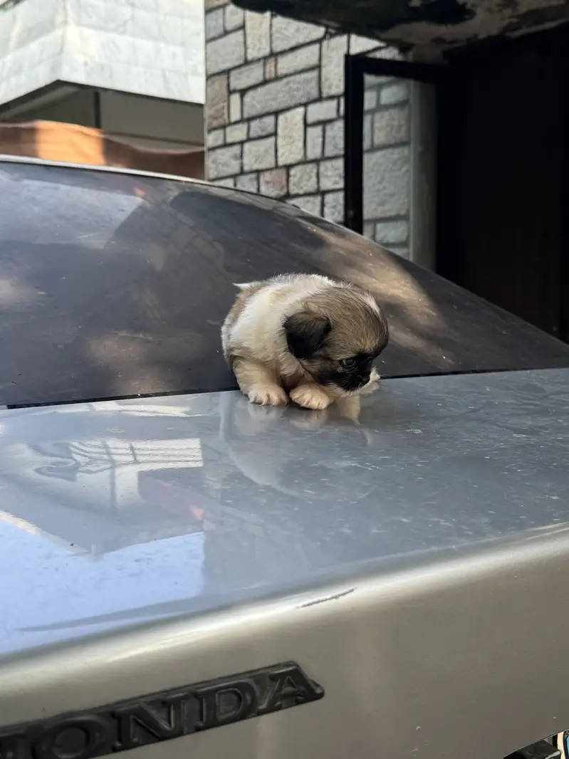 Shitzu Male/Female Adorable Puppies — photo 4