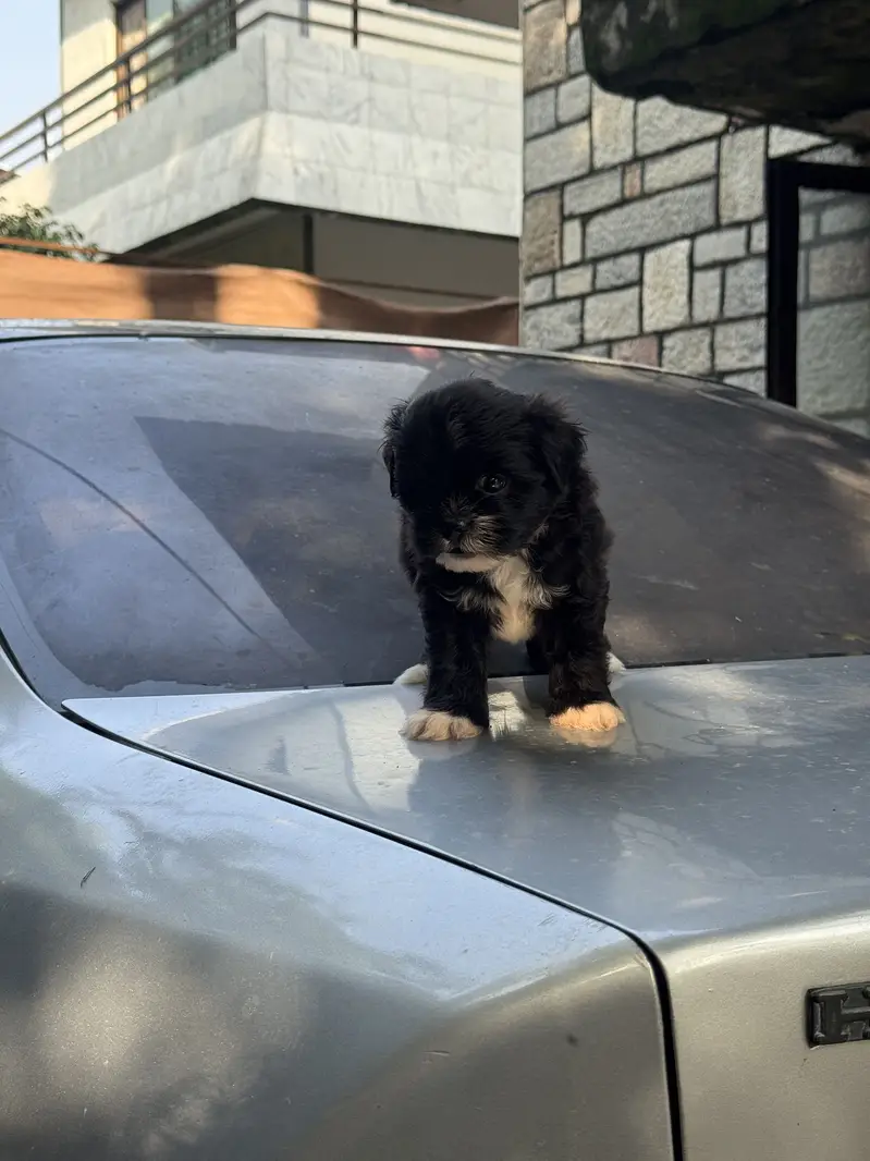 Shitzu Male/Female Adorable Puppies — photo 5