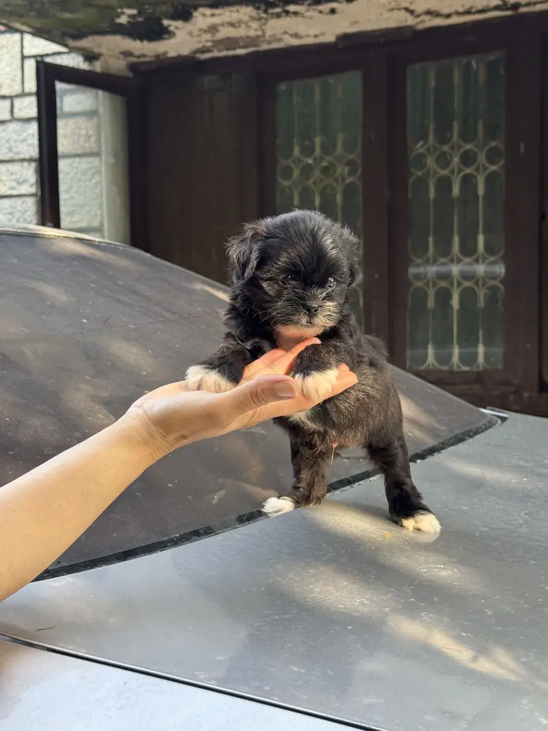 Shitzu Male/Female Adorable Puppies — photo 6