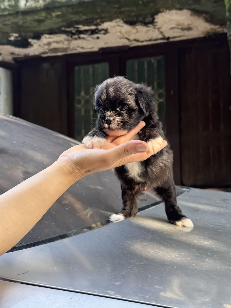 Shitzu Male/Female Adorable Puppies — photo 7