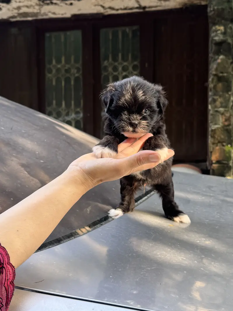 Shitzu Male/Female Adorable Puppies — photo 8