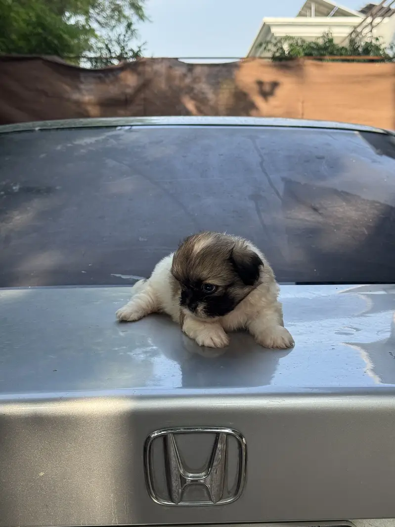 Shitzu Male/Female Adorable Puppies — photo 9