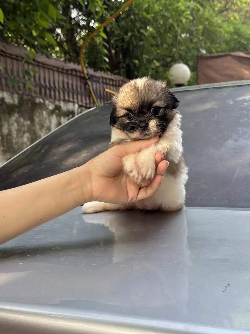 Shitzu Male/Female Adorable Puppies — photo 10