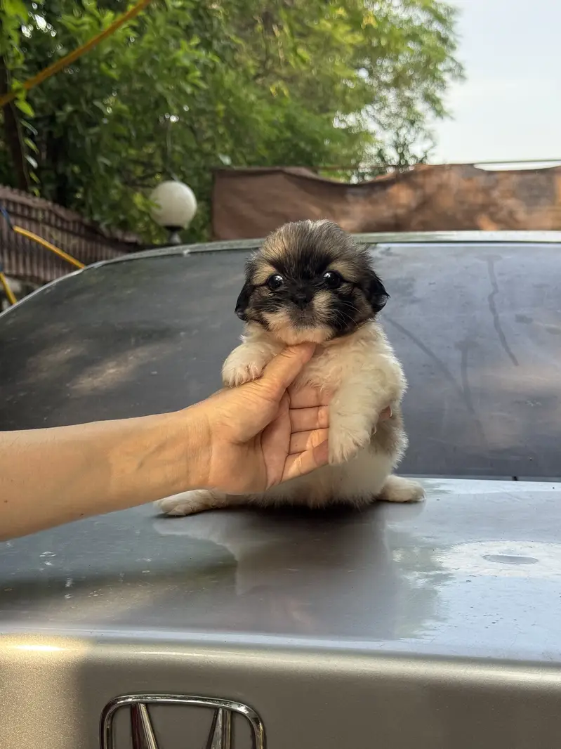 Shitzu Male/Female Adorable Puppies — photo 11