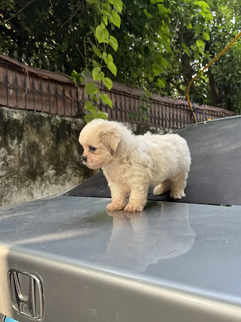 Shitzu Male/Female Adorable Puppies — photo 12