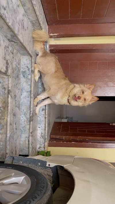 dog selling