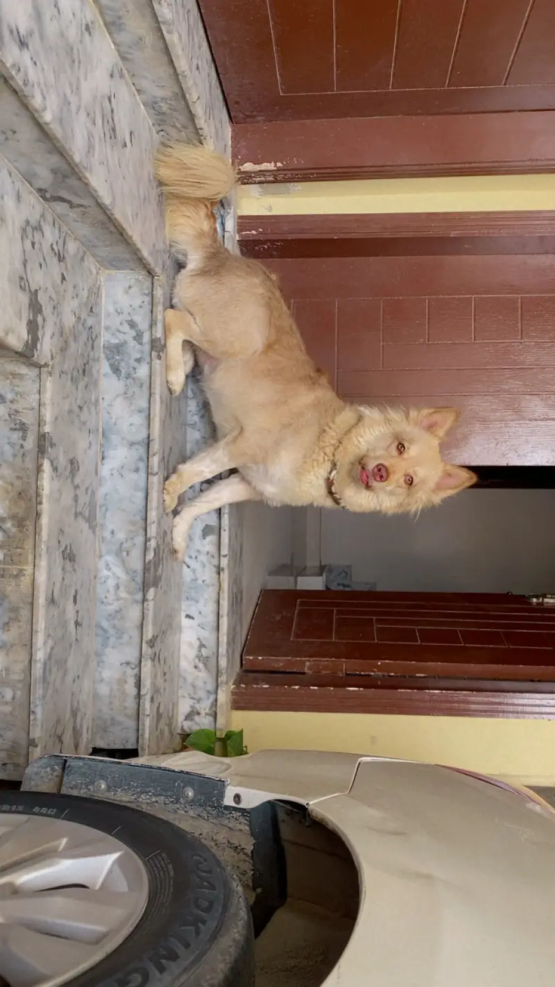 dog selling