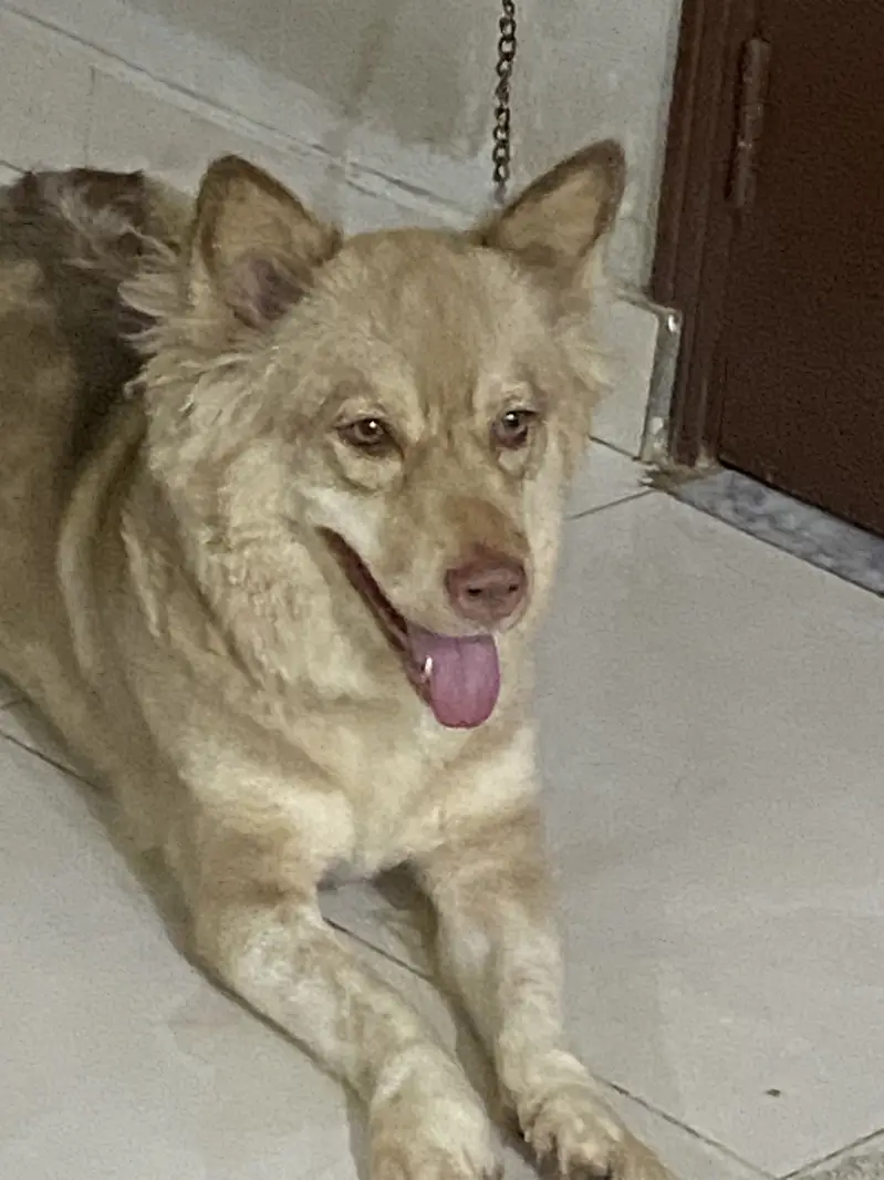 dog selling — photo 2