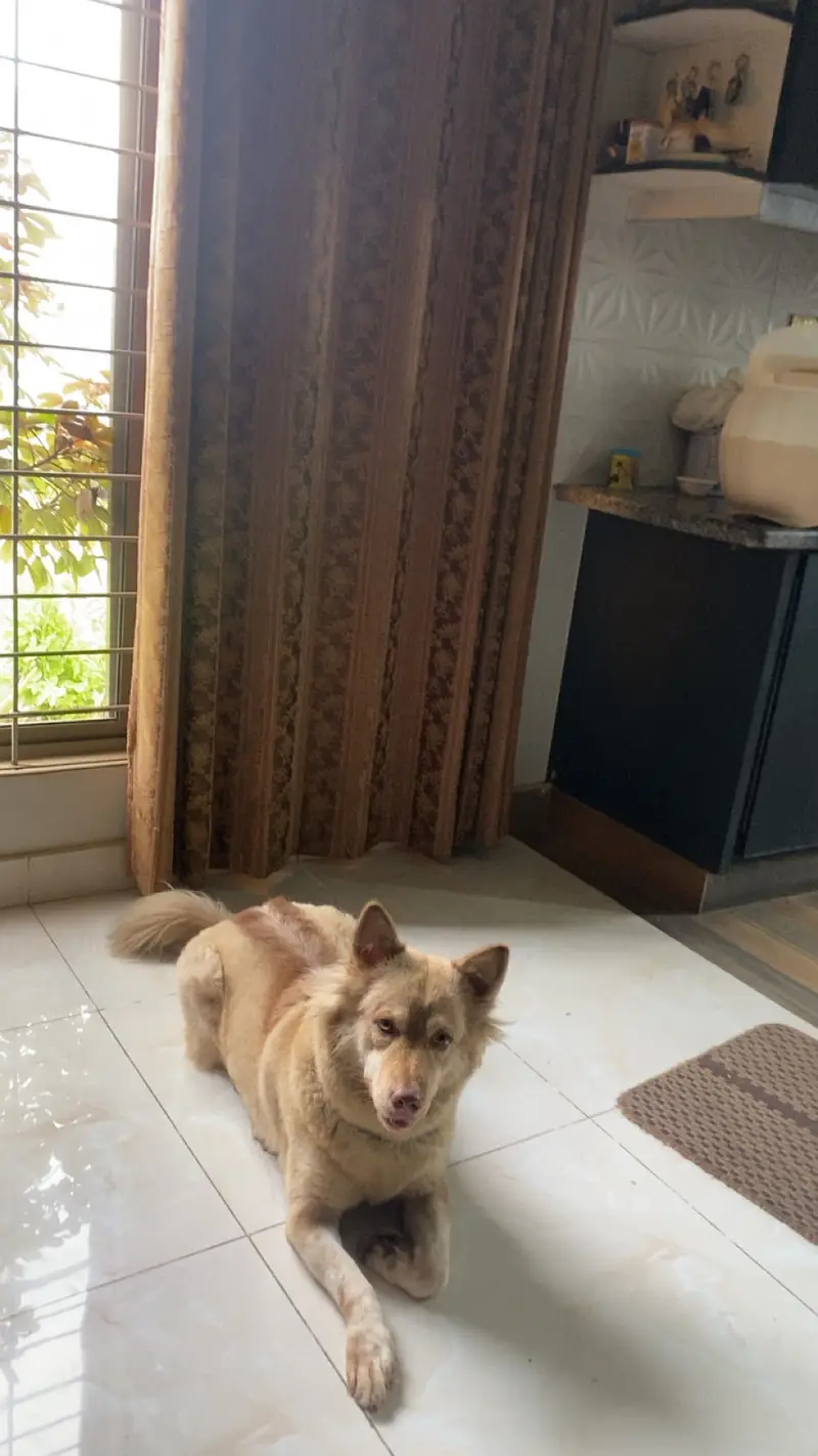 dog selling — photo 3