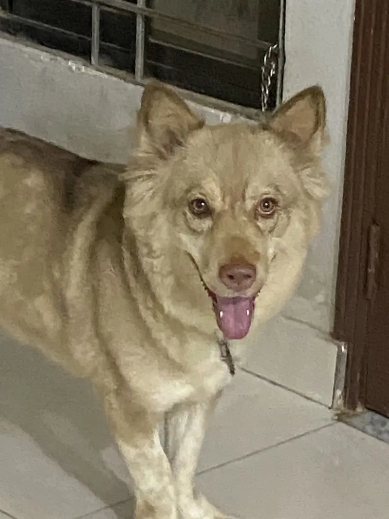 dog selling — photo 4