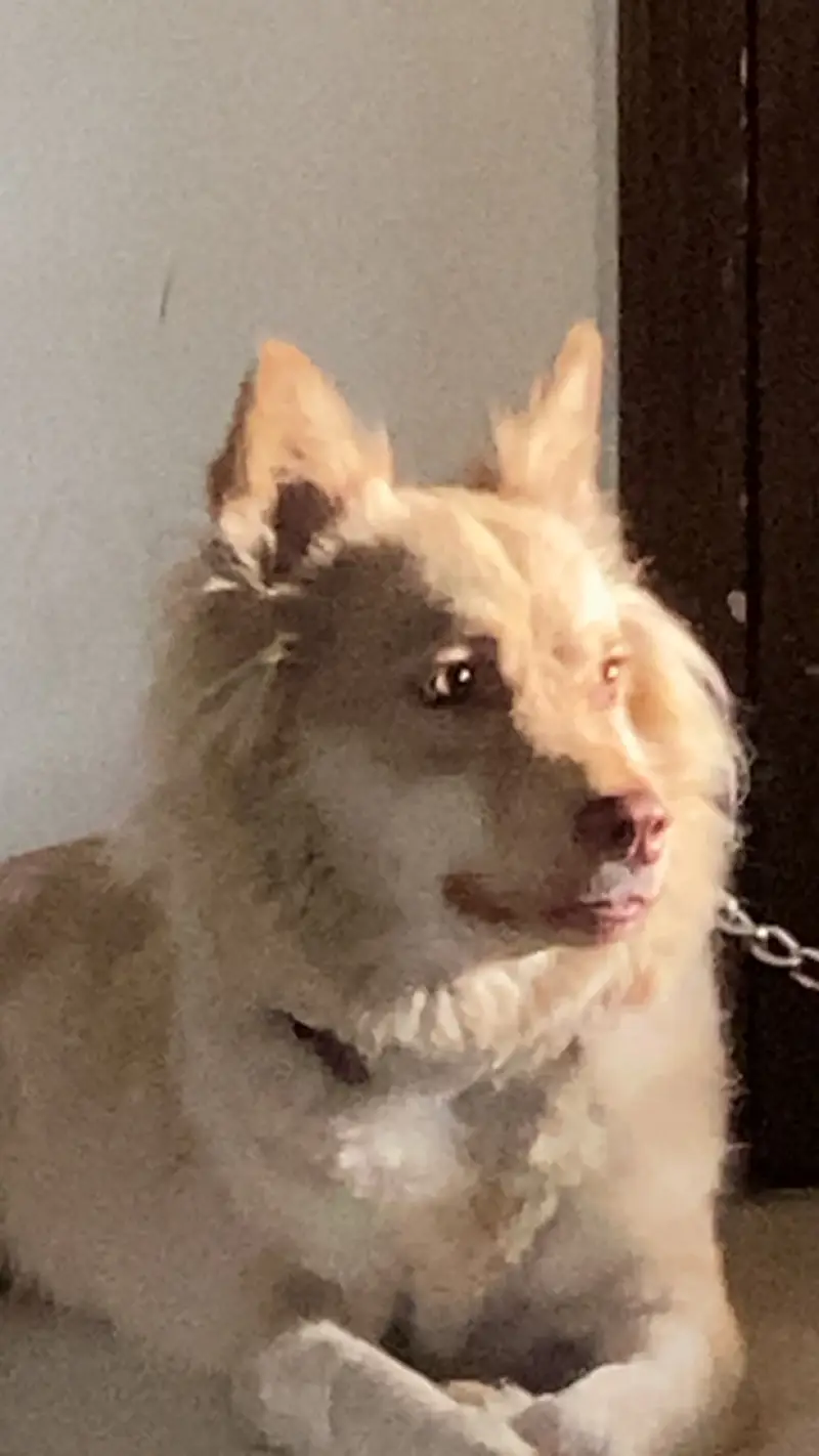 dog selling — photo 5
