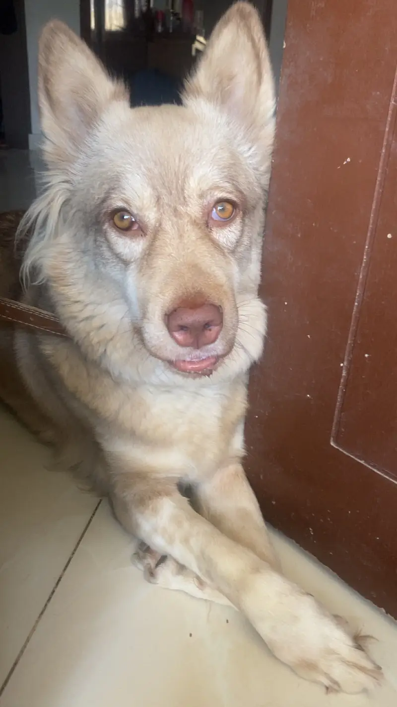 dog selling — photo 6