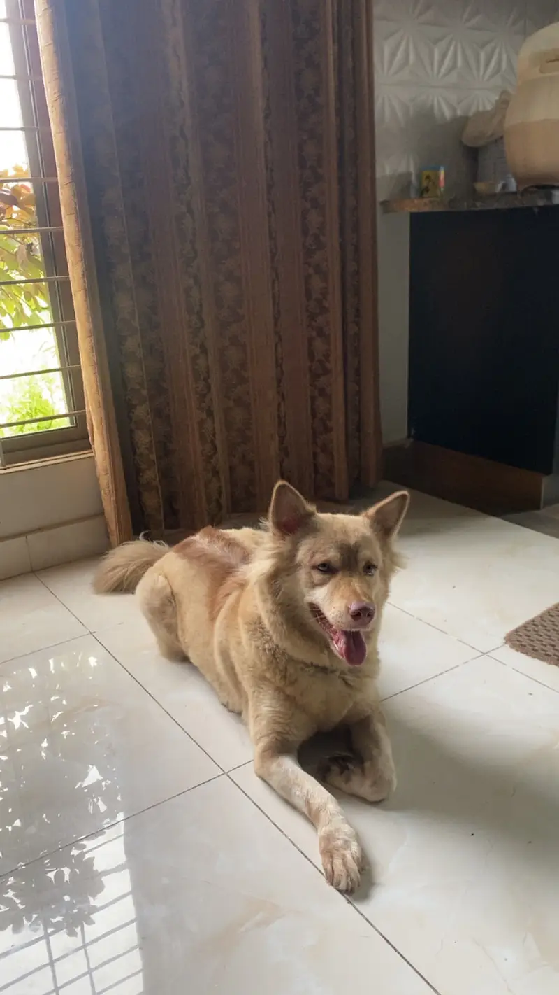 dog selling — photo 7