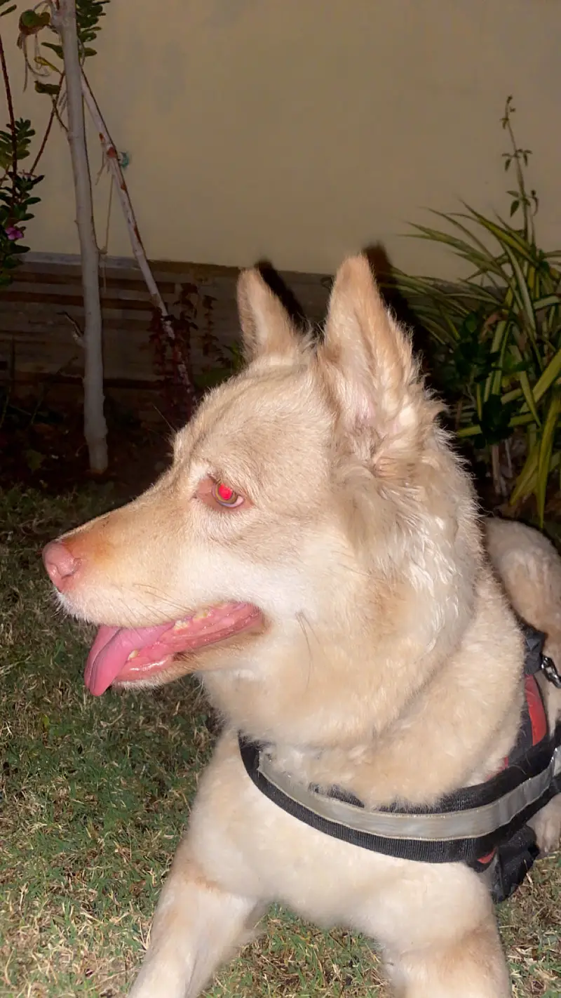 dog selling — photo 8